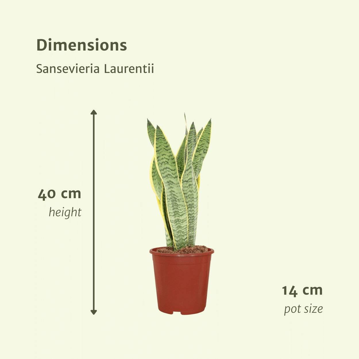La Green Touch - Sansevieria Laurentii - H40cm - Image 4