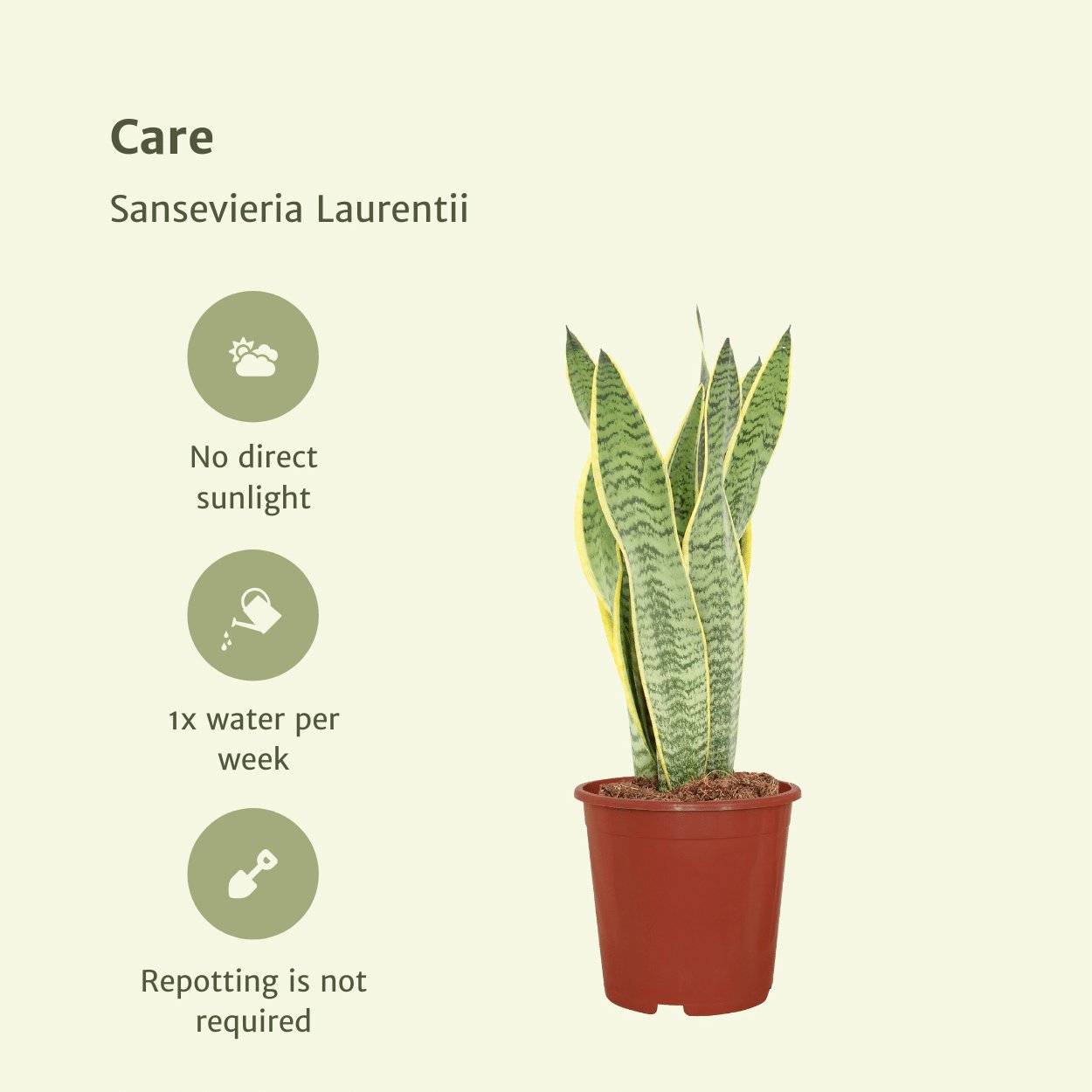 La Green Touch - Sansevieria Laurentii - H40cm - Image 5