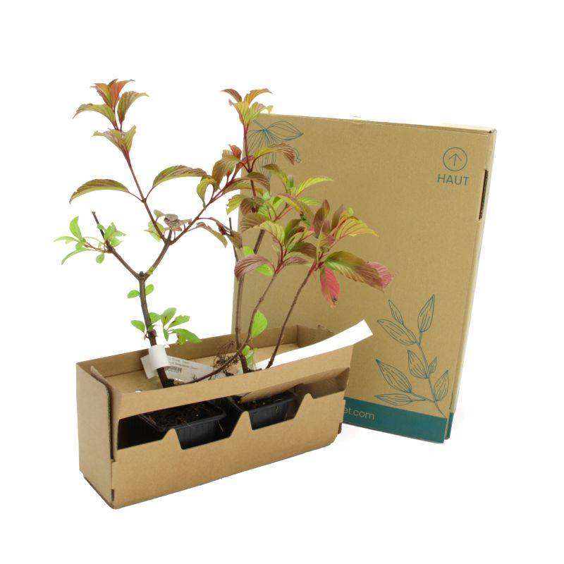 Viorne d'hiver 'Dawn' (Viburnum bodnantense 'Dawn') - Godet - Taille 13/25cm - Pépinières Naudet - Imagen 5