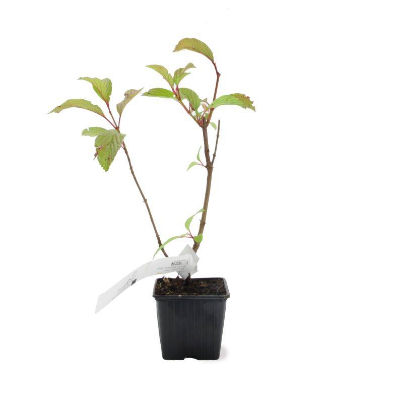 Viorne d'hiver 'Dawn' (Viburnum bodnantense 'Dawn') - Godet - Taille 13/25cm - Pépinières Naudet - Imagen 2