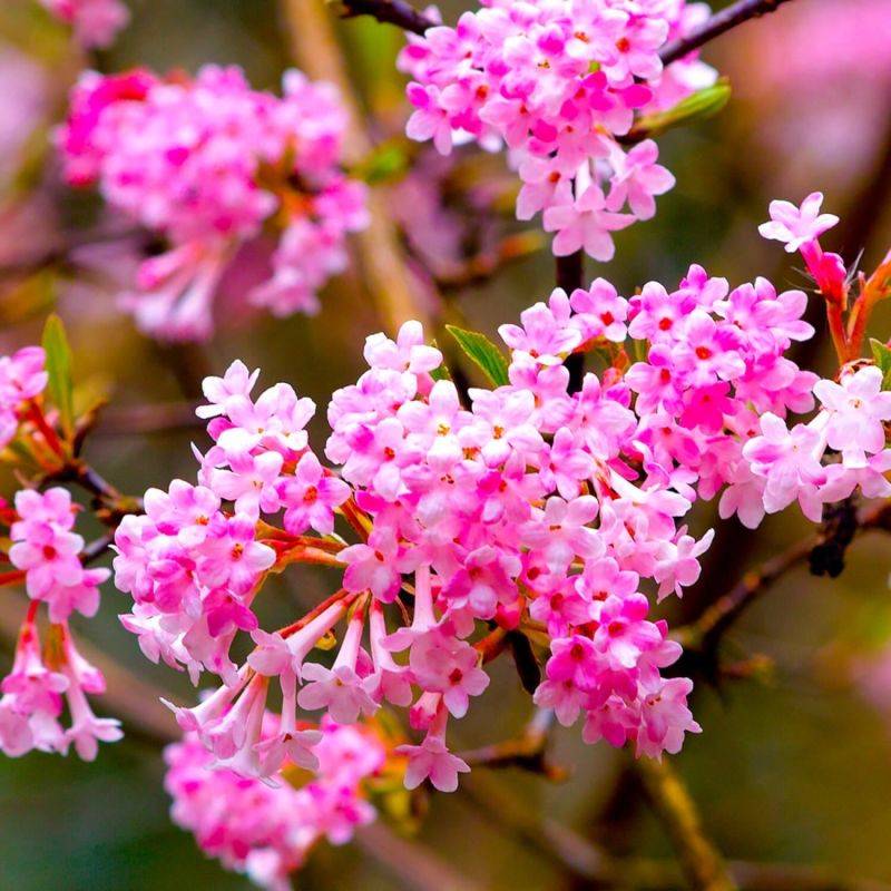 Viorne d'hiver 'Dawn' (Viburnum bodnantense 'Dawn') - Godet - Taille 13/25cm - Pépinières Naudet - Imagen 1