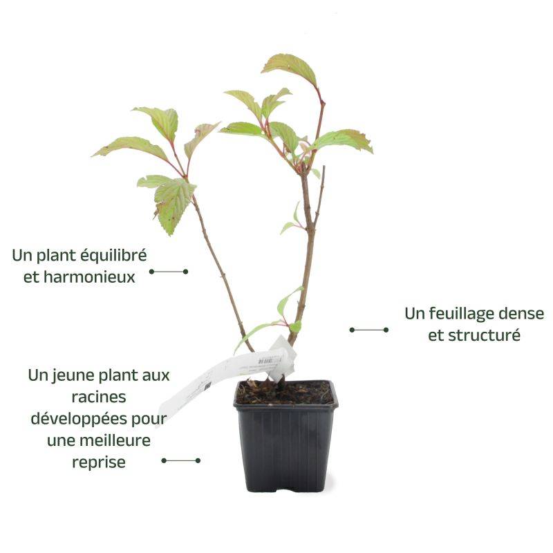Viorne d'hiver 'Dawn' (Viburnum bodnantense 'Dawn') - Godet - Taille 13/25cm - Pépinières Naudet - Imagen 3