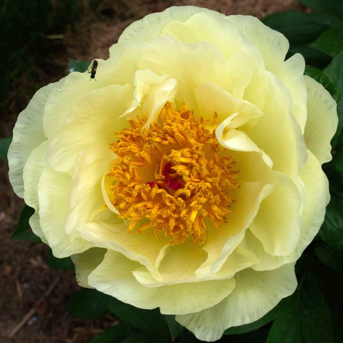 Pivoine lactiflora Lemon Chiffon  Pot de 3L/4L