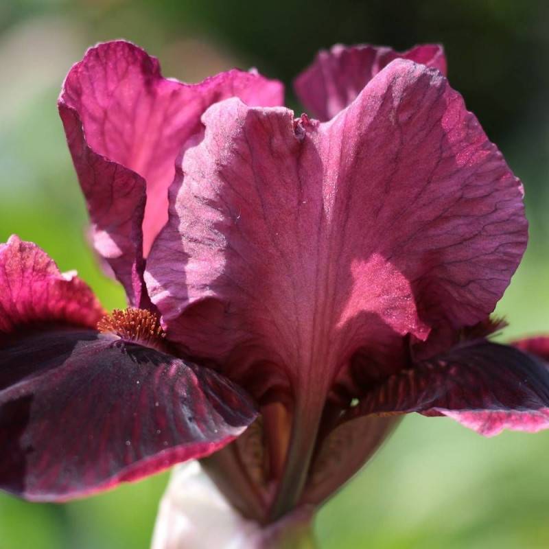 Iris des jardins Inferno à fleurs Violette/Rouge - feuillage Caduc - Godet - 5/20 cm - Imagen 1