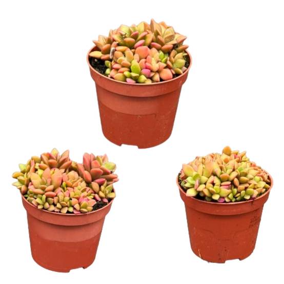 "Trio Anacampseros Rufescens Variegata - Succulentes Colorées et Faciles"- La Green Touch - Image 1