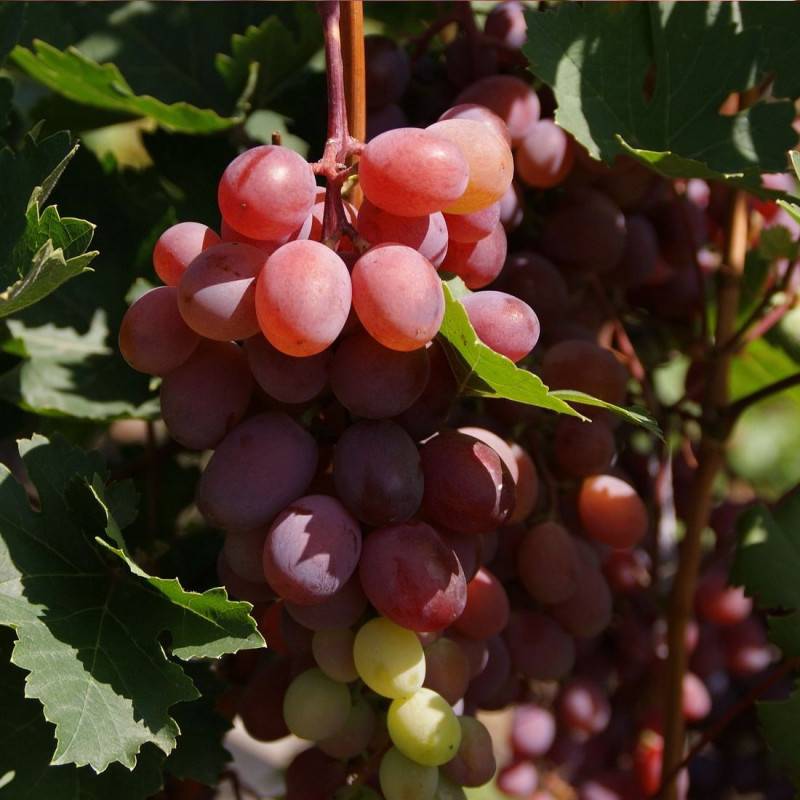 Vigne Crimson Seedless, Vigne de table - Pot de 3L - Echelle bambou 60/120 cm - Imagen 5