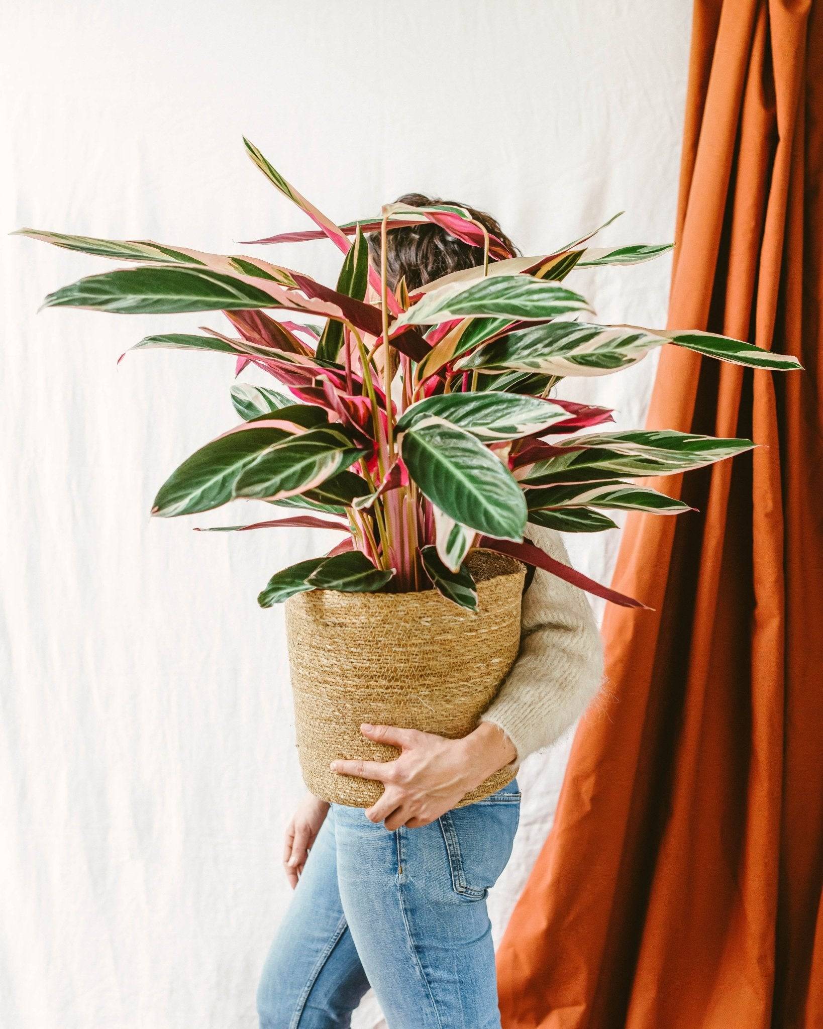 La Green Touch - Stromanthe - Calathea Triostar 70cm - Plante d'intérieur- La Green Touch - Imagen 2