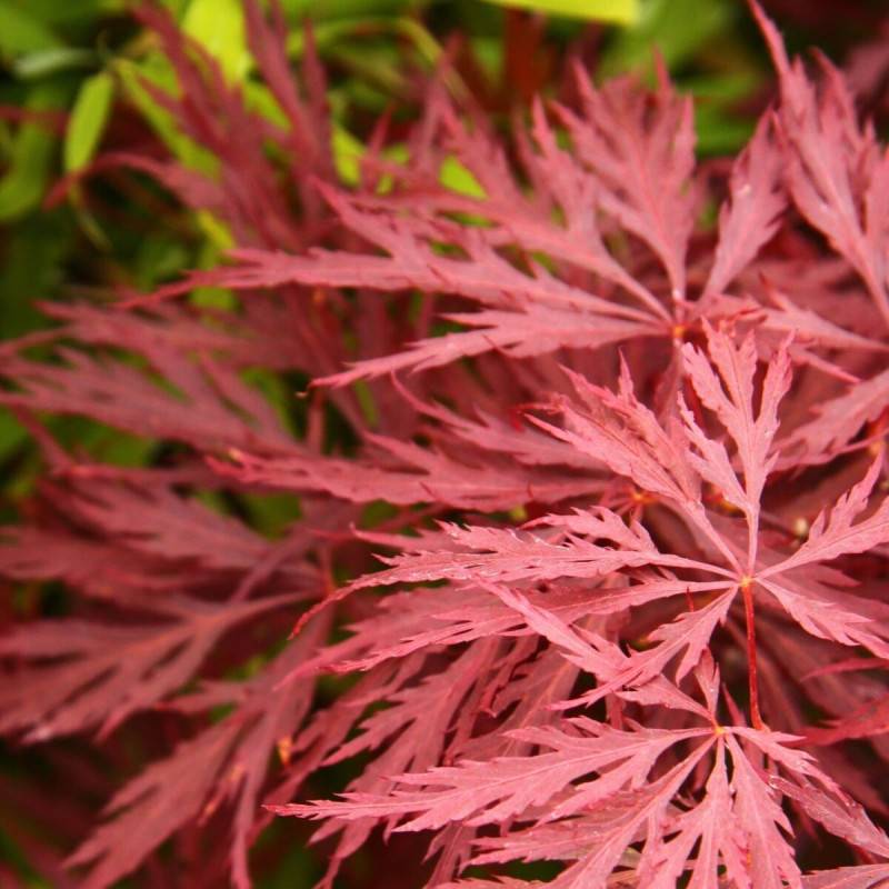 Érable du Japon Deshojo, Acer palmatum - Pot de 4L - 40/60 cm - Imagen 1