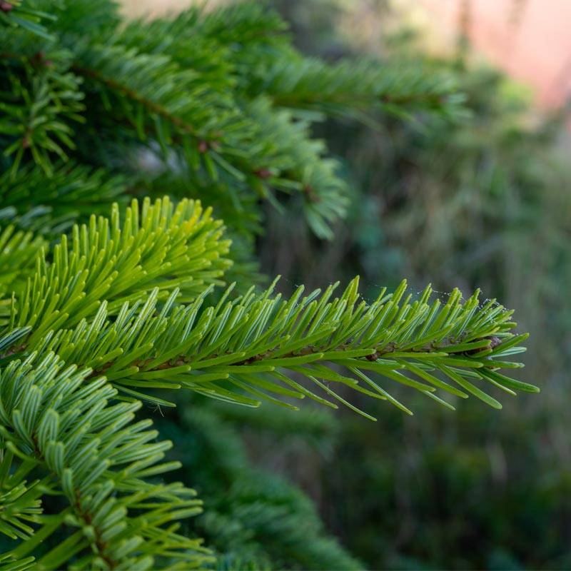 Sapin de Noël Nordmann naturel 140-160 cm avec support bûche - Imagen 4