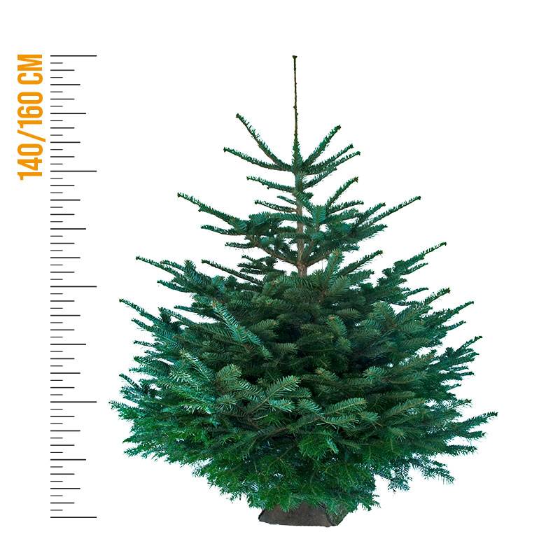 Sapin de Noël Nordmann naturel 140-160 cm avec support bûche - Imagen 5