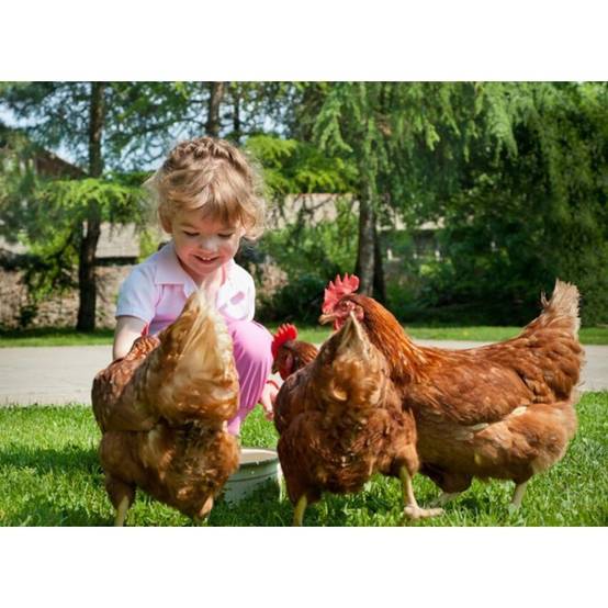 Poulailler en bois 2/5 poules 190x62x114 cm Modele 144 Confort - Image 5