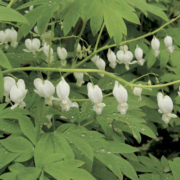 Coeur de Marie Blanc - Dicentra spectabilis Alba Godet de 8/9 cm