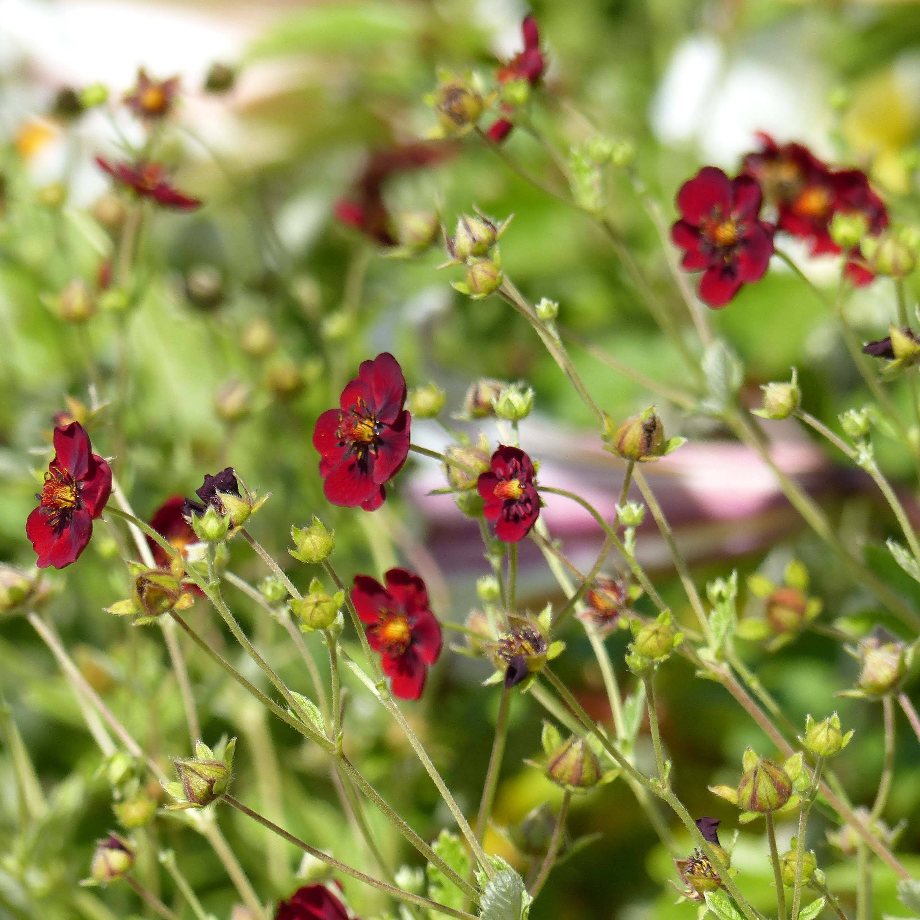 Potentille sanguine - Potentilla atrosanguinea Godet de 8/9 cm