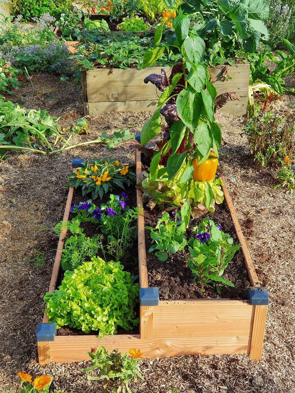 Mon Petit Potager - Carre potager en bois Douglas PREMIUM 2 étages - 126 x 66 x H26 cm - Epaisseur 19mm - mon PETIT POTAGER - Image 4