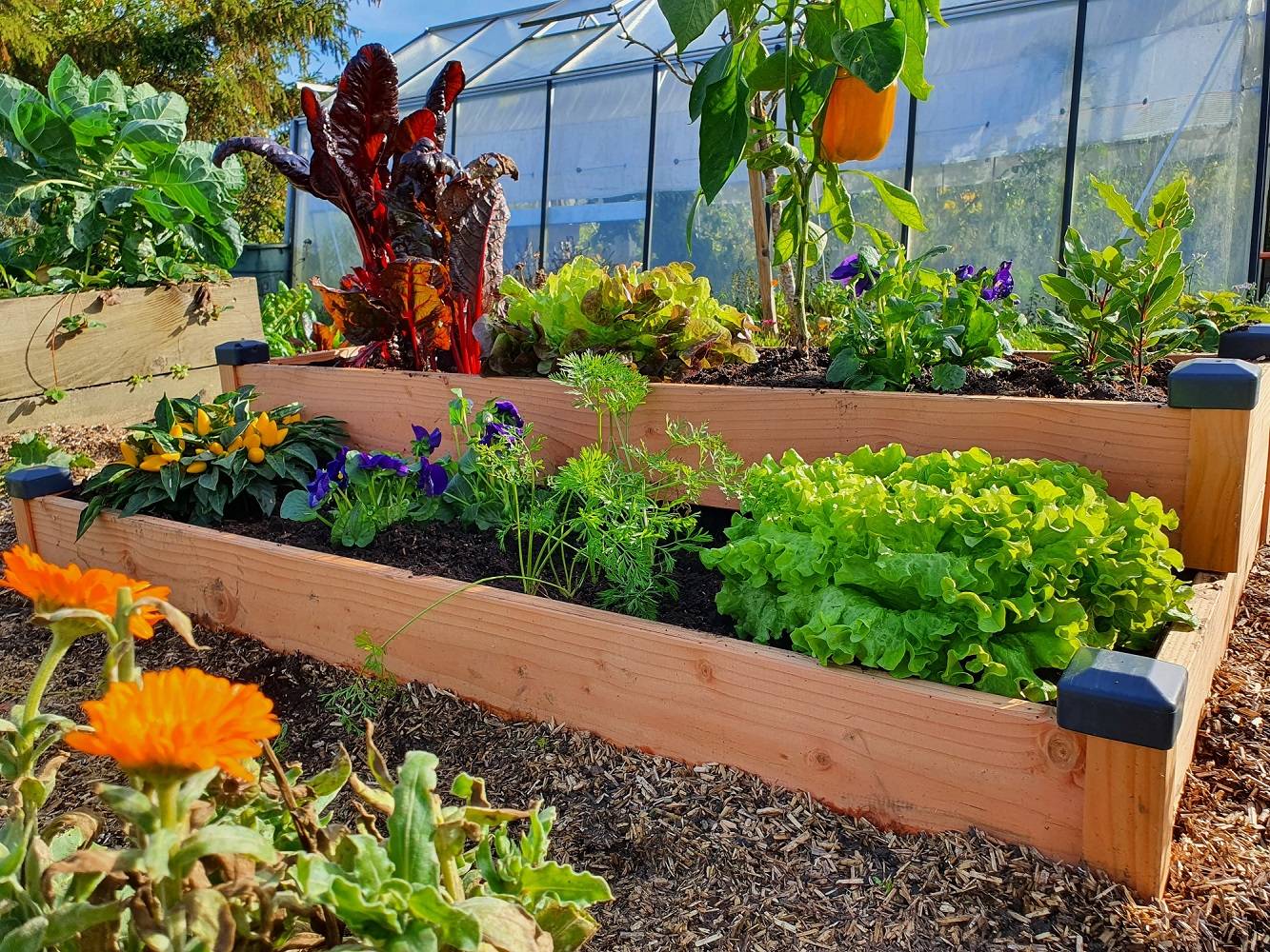 Mon Petit Potager - Carre potager en bois Douglas PREMIUM 2 étages - 126 x 66 x H26 cm - Epaisseur 19mm - mon PETIT POTAGER - Image 3