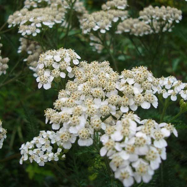 Achillée millefolium Heinrich Vogeler blanche Godet de 8/9 cm