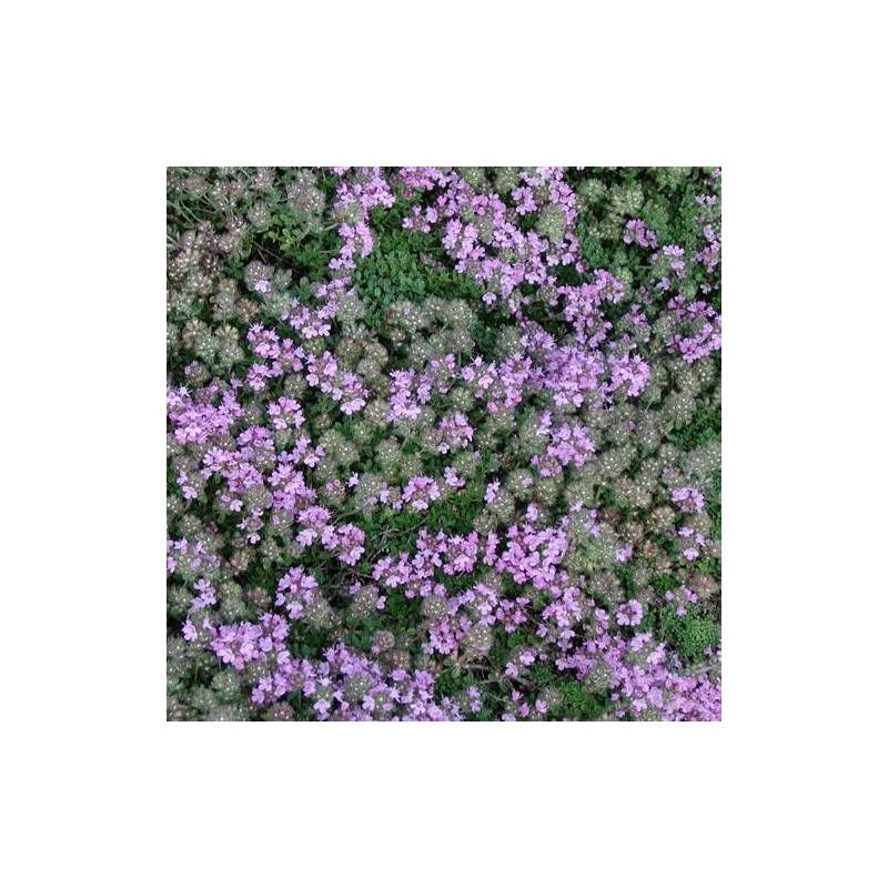 Thym précoce Minor à fleurs Rose - feuillage Persistant - Godet - 5/20 cm-  hauteur à maturité Moins de 0,15 m - Imagen 1