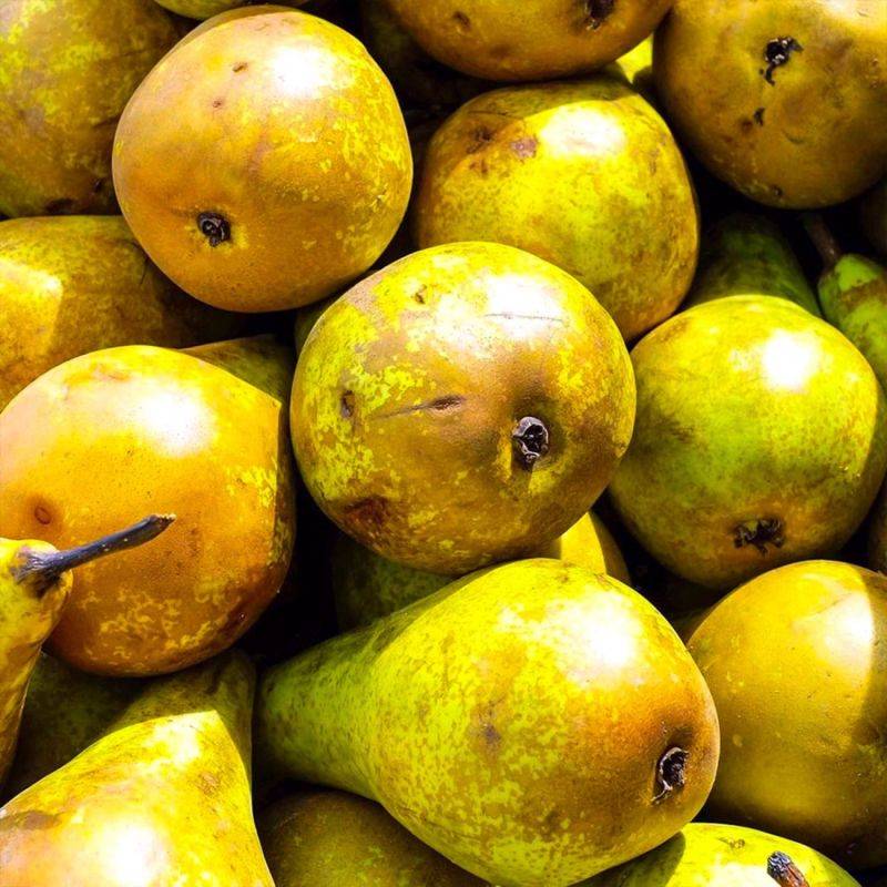 Poirier 'Comtesse de Paris' (Pyrus communis 'Comtesse de Paris') - Scion de 100cm - Pépinières Naudet - Imagen 2
