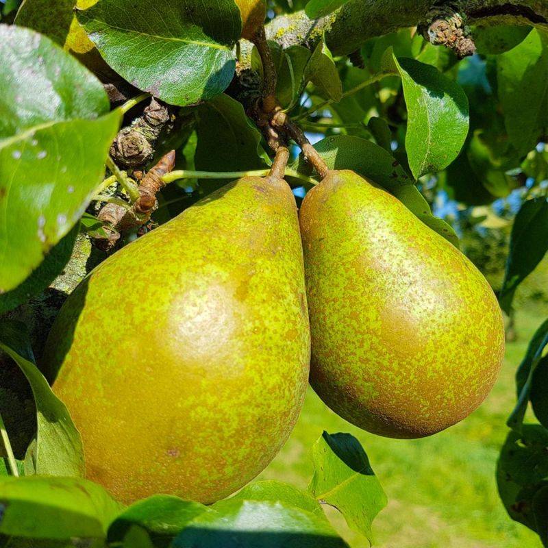 Poirier 'Comtesse de Paris' (Pyrus communis 'Comtesse de Paris') - Scion de 100cm - Pépinières Naudet - Imagen 1