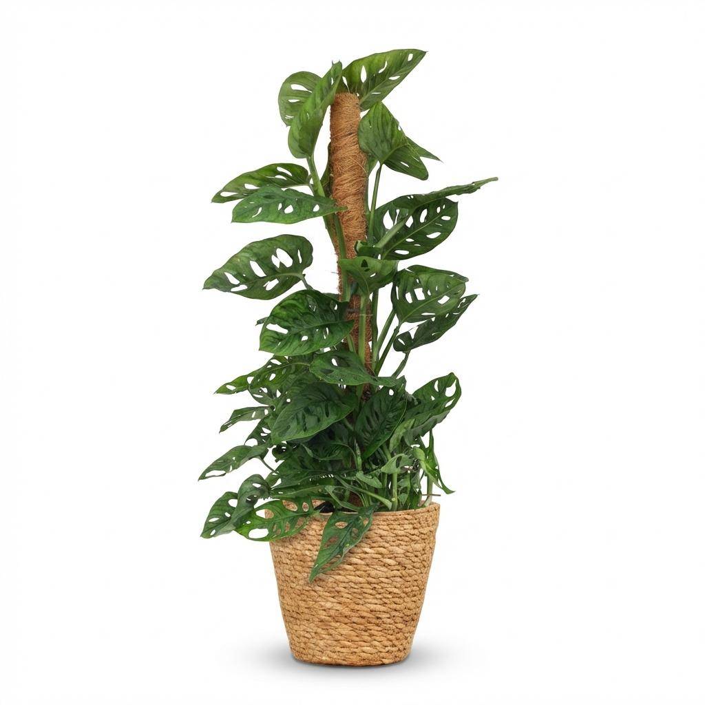 Monstera Andansonii - Monkey Mask avec tuteur coco - Pot de 19cm - Hauteur 90cm - Panier - Plantes d'intérieur