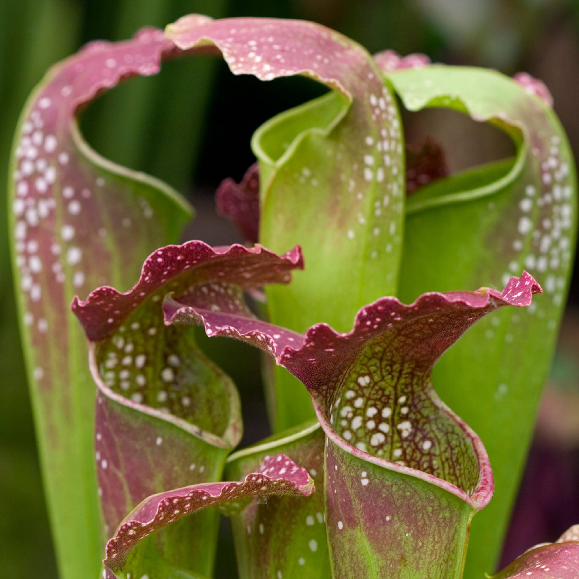 Gardenersdream - Sarracenia Smoorii | Plante En Pot De 20-30 Cm À Vendre | Cadeau De Luxe Pour Attrape-Mouches - GardenersDream