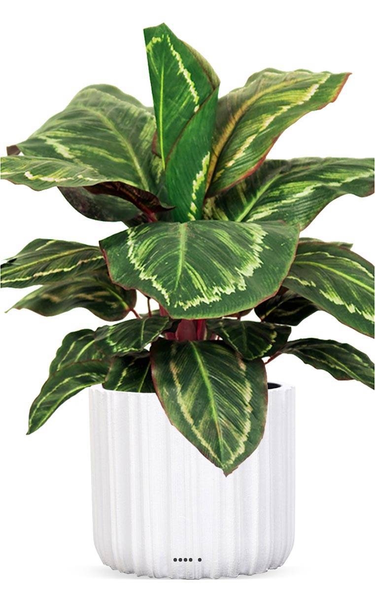Artificielles - Maranta plante artificielle en pot H 55 cm très dense - Imagen 2