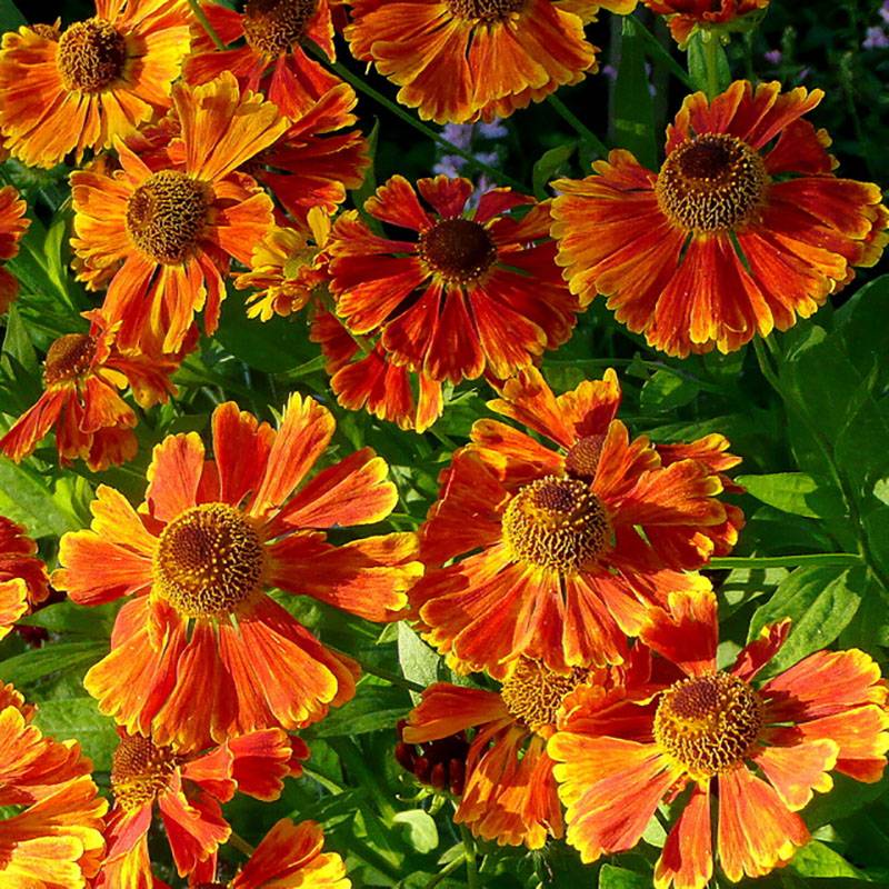 Hélénium Waltraut - Hélénie orange vif Godet de 8/9 cm