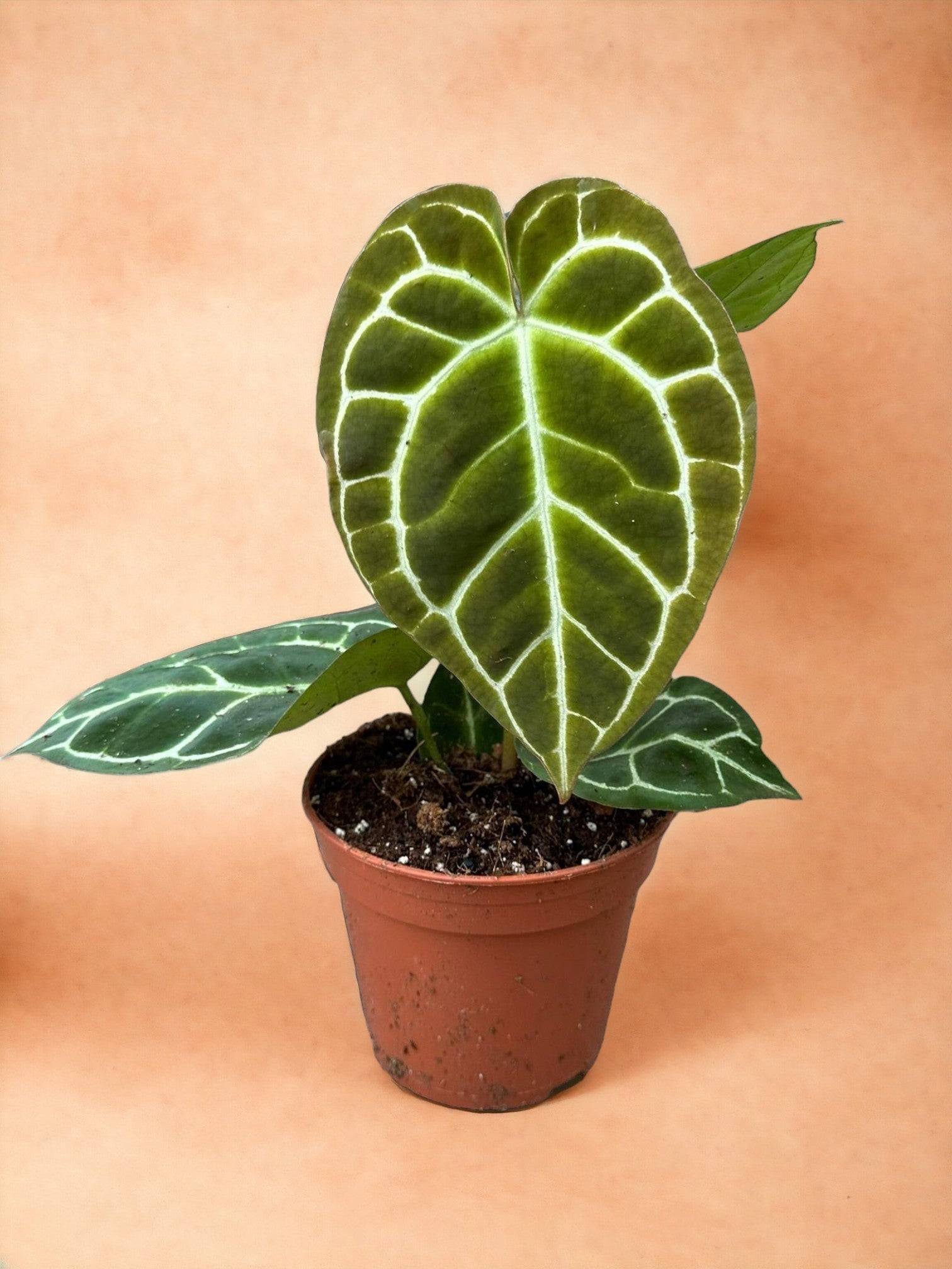 Anthurium Crystallinum- La Green Touch