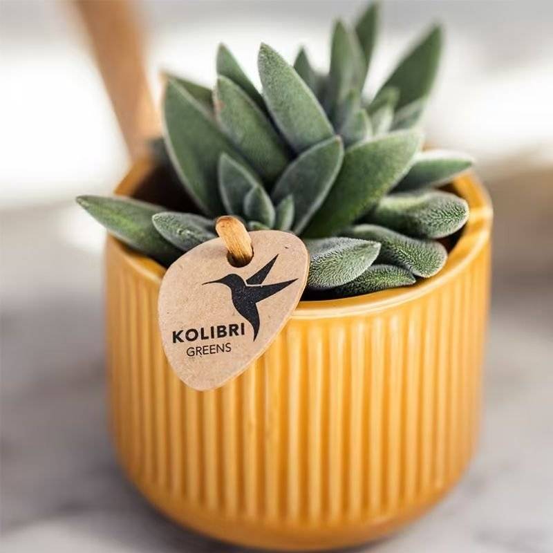 Crassula Tarantula - plante grasse - Ø6cm - ↕9cm - Plantes d’intérieur - Image 9