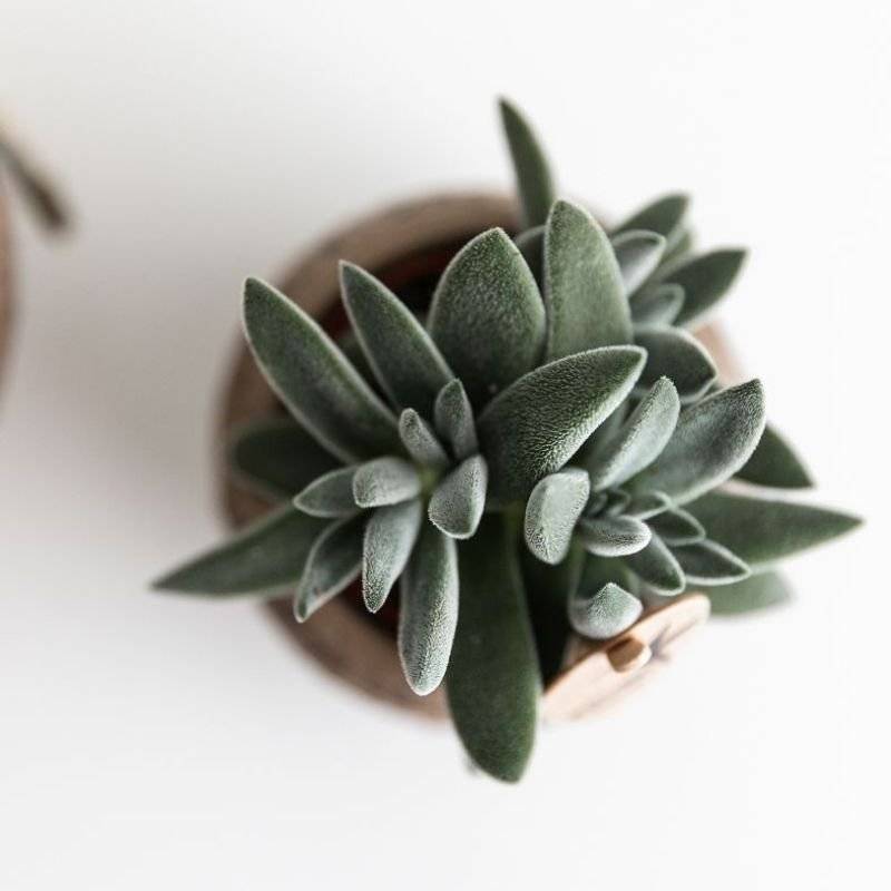 Crassula Tarantula - plante grasse - Ø6cm - ↕9cm - Plantes d’intérieur - Image 4