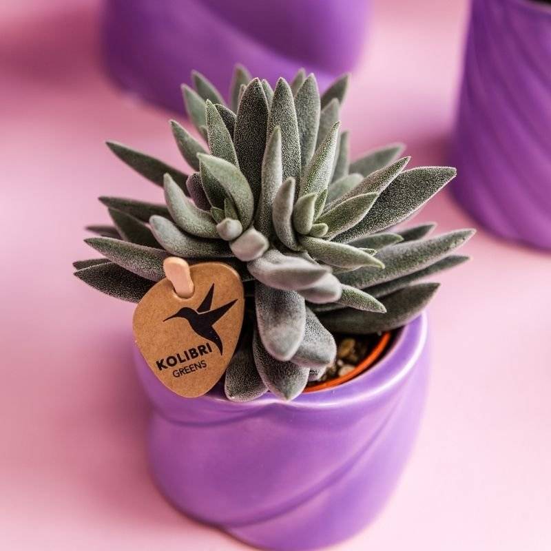 Crassula Tarantula - plante grasse - Ø6cm - ↕9cm - Plantes d’intérieur - Image 3
