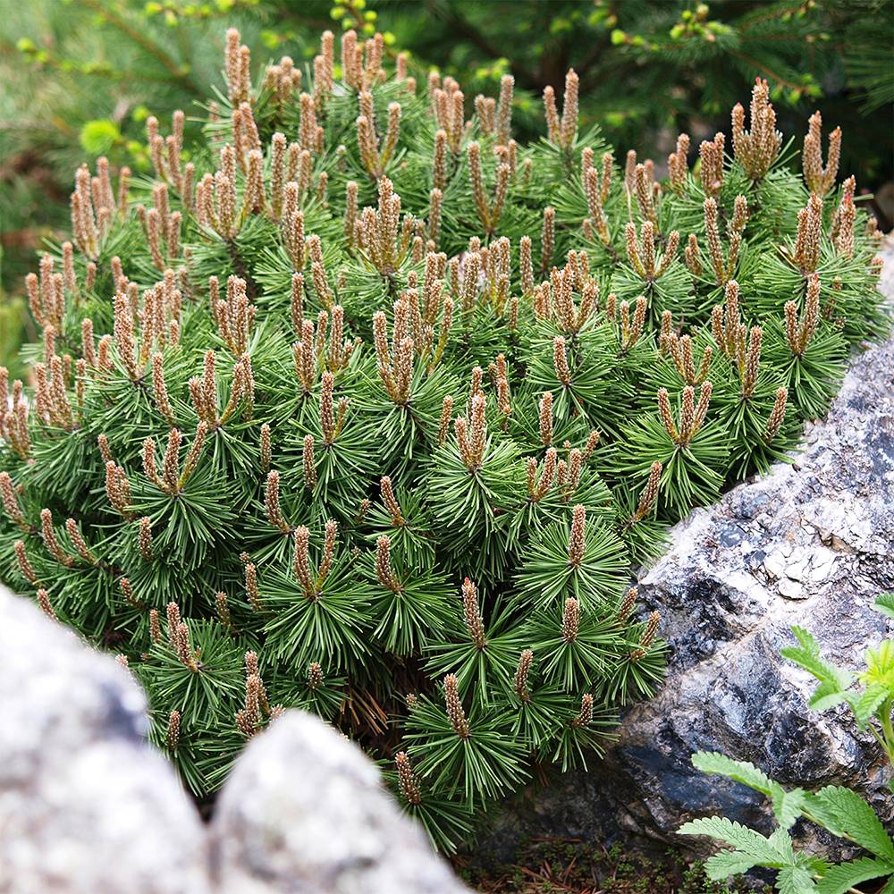Pinus mugo Mops - Pin de montagne Pot de 4L/5L, Greffé - Jardiland