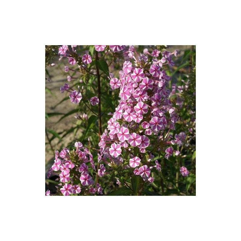 Phlox maculé Natascha à fleurs Rose/Blanche - feuillage Caduc - Godet - 5/20 cm - Imagen 2