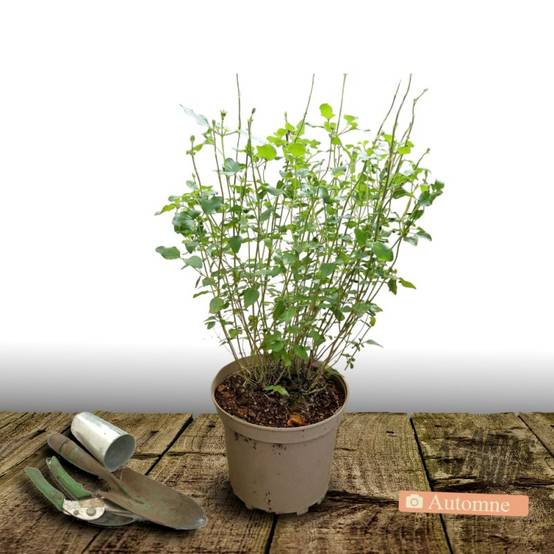 Sauge de Graham, Sauge grahamii à fleurs Rouge - feuillage Caduc - Pot de 4L - 40/60 cm- hauteur à maturité De 0,50 m à 1,00 m - Image 2