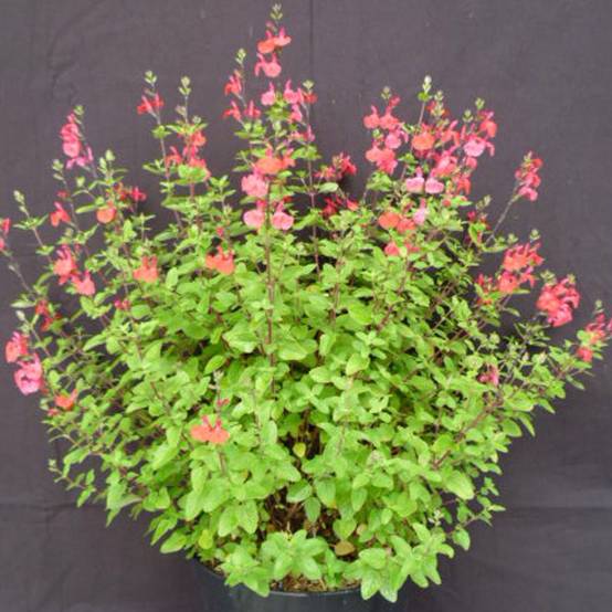 Sauge de Graham, Sauge grahamii à fleurs Rouge - feuillage Caduc - Pot de 4L - 40/60 cm- hauteur à maturité De 0,50 m à 1,00 m - Image 1