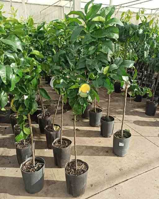 0 - Agrumes citrus x paradisii var. star ruby (pamplemoussier rose) Pot de 10 litres - 140/160 cm