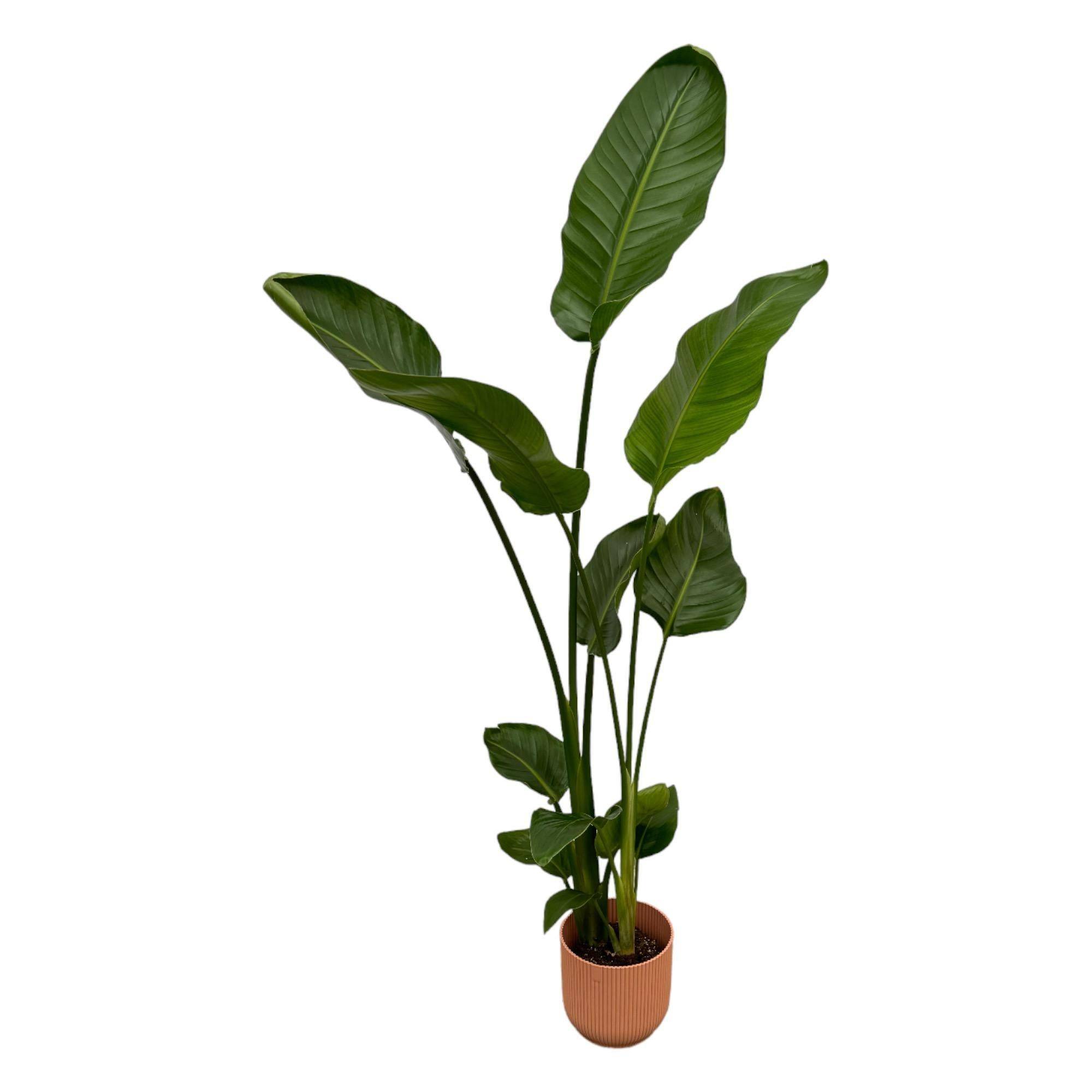 La Green Touch - Strelitzia Nicolai 100cm et son pot- La Green Touch Rose 18cm - Hauteur 100cm
