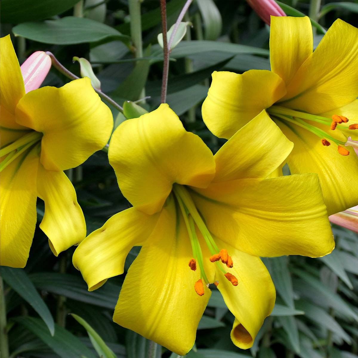 Promesse de Fleurs - Lis trompette Golden Splendor Bulbe calibre 18/20 (par 3)