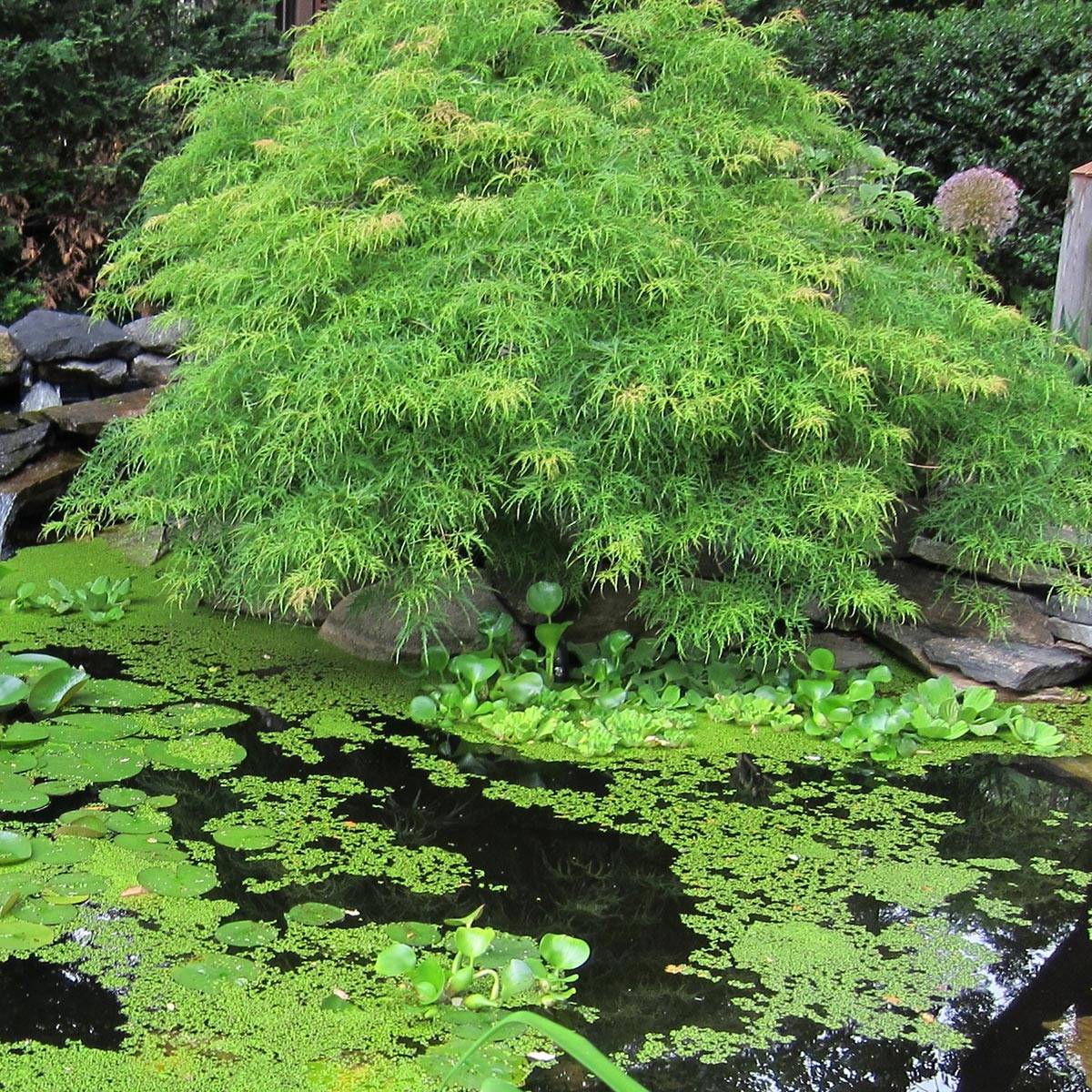 Érable du Japon - Acer palmatum Dissectum Viridis Pot de 12L/15L, Tige - Image 1