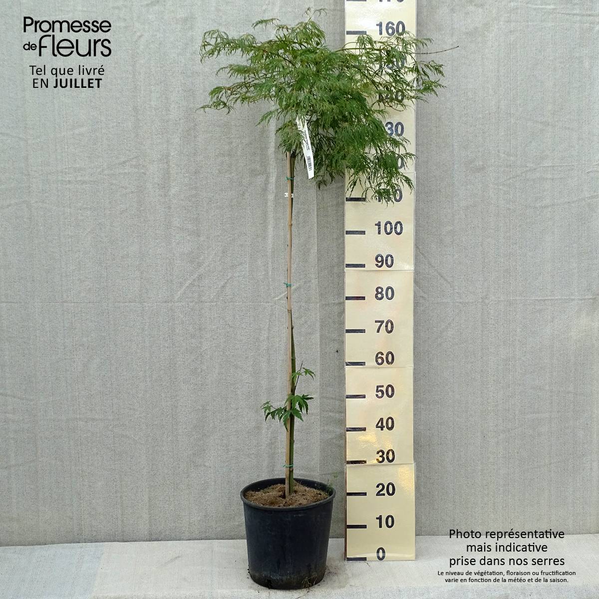 Érable du Japon - Acer palmatum Dissectum Viridis Pot de 12L/15L, Tige - Image 2