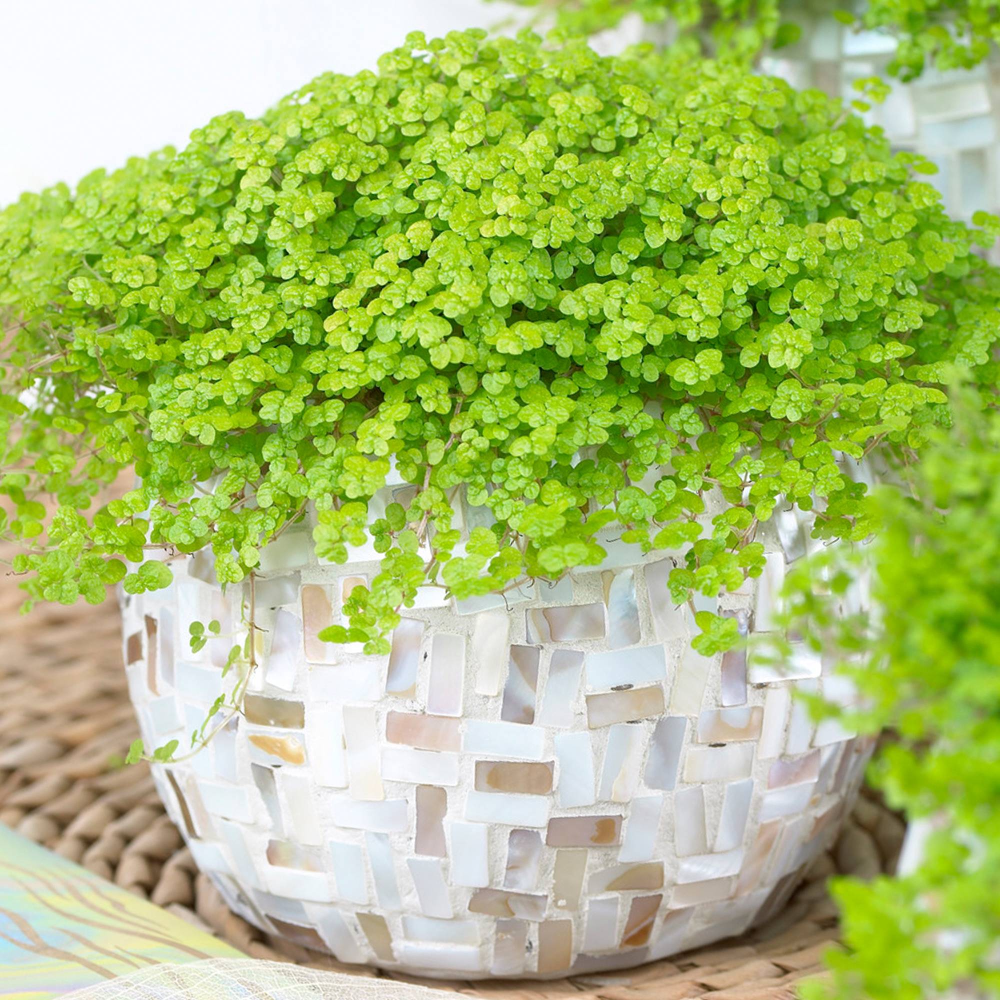 Gardenersdream - Soleirolia Soleirolii Helxine Jaune | Hélixine Plante D'Intérieur En Pot  - GardenersDream - Imagen 1