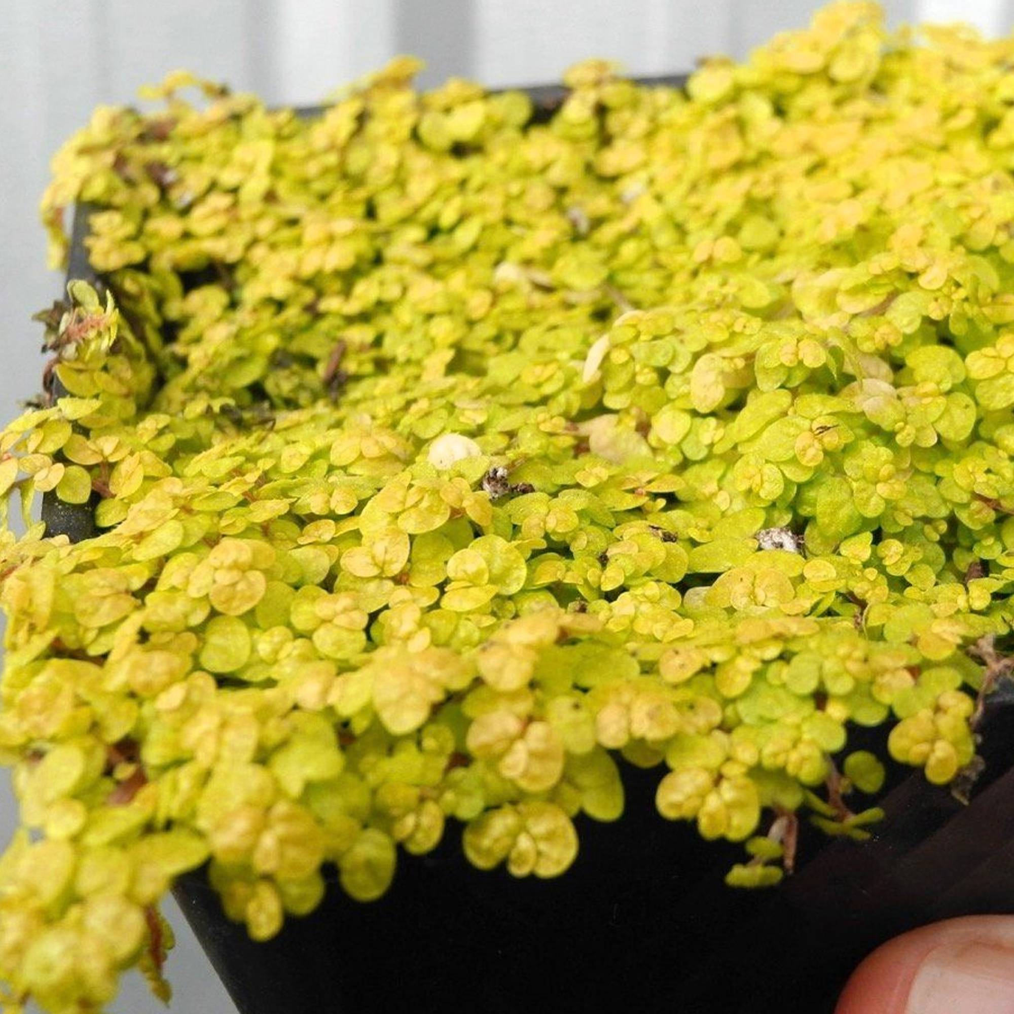 Gardenersdream - Soleirolia Soleirolii Helxine Jaune | Hélixine Plante D'Intérieur En Pot  - GardenersDream - Imagen 3