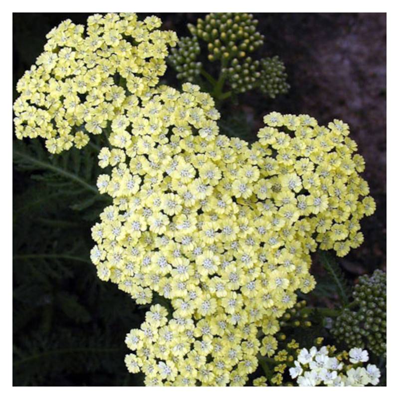 Achillée Credo à fleurs Jaune - feuillage Caduc - Godet - 5/20 cm-  hauteur à maturité De 0,50 m à 1,00 m - Imagen 1