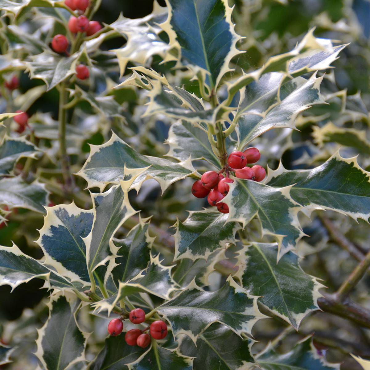 Promesse de Fleurs - Ilex aquifolium Silver Queen - Houx panaché Pot de 4L/5L, Tige, Tige 40 cm - Image 1