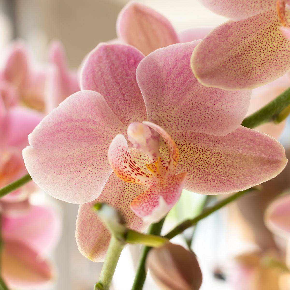 La Green Touch - Orchidée Phalaenopsis rose - Jewel Treviso - Plante d'intérieur 45cm - Plante d'intérieur- La Green Touch - Imagen 8