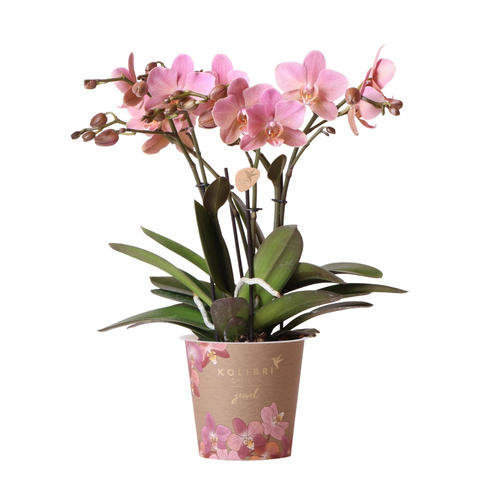 La Green Touch - Orchidée Phalaenopsis rose - Jewel Treviso - Plante d'intérieur 45cm - Plante d'intérieur- La Green Touch - Imagen 1