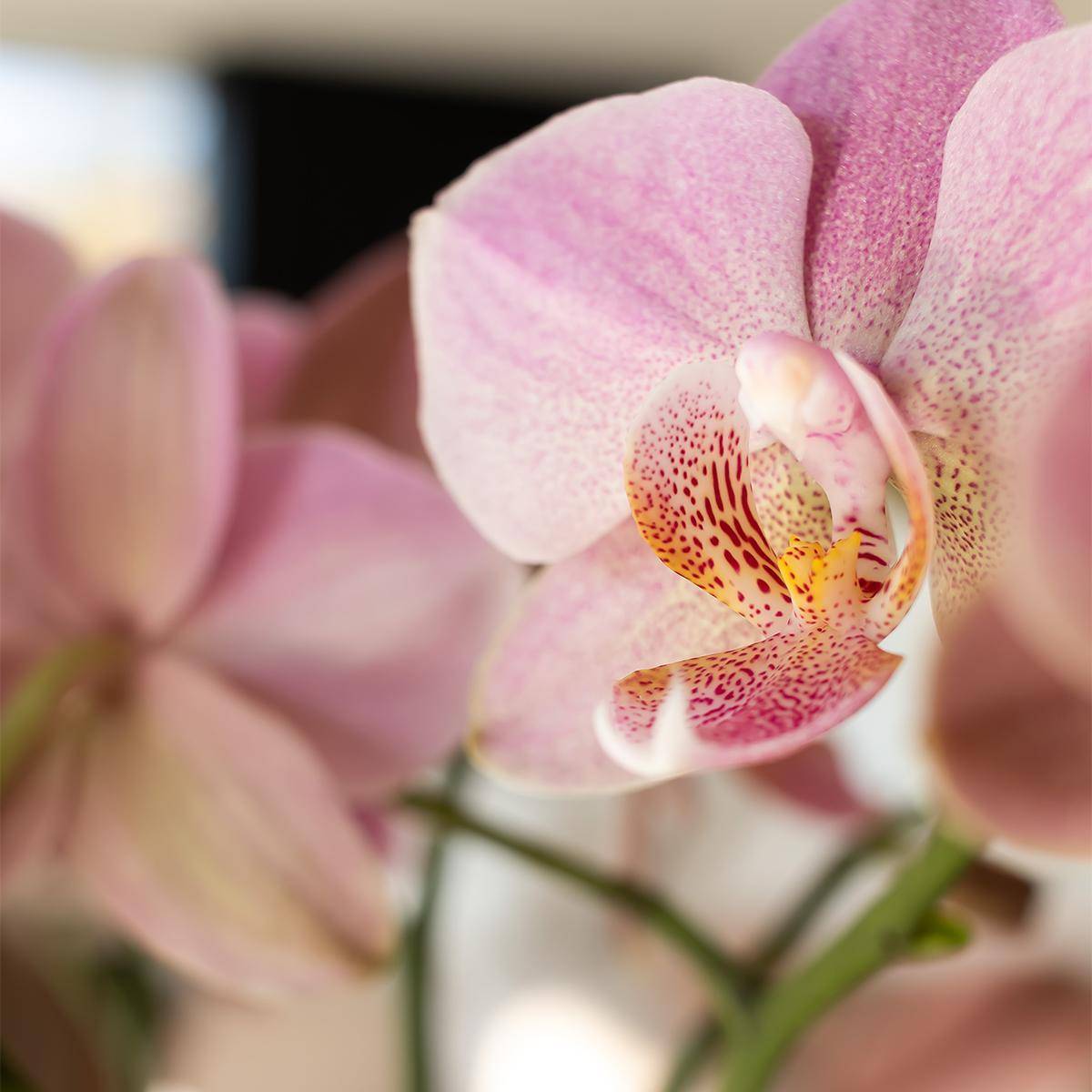 La Green Touch - Orchidée Phalaenopsis rose - Jewel Treviso - Plante d'intérieur 45cm - Plante d'intérieur- La Green Touch - Imagen 3