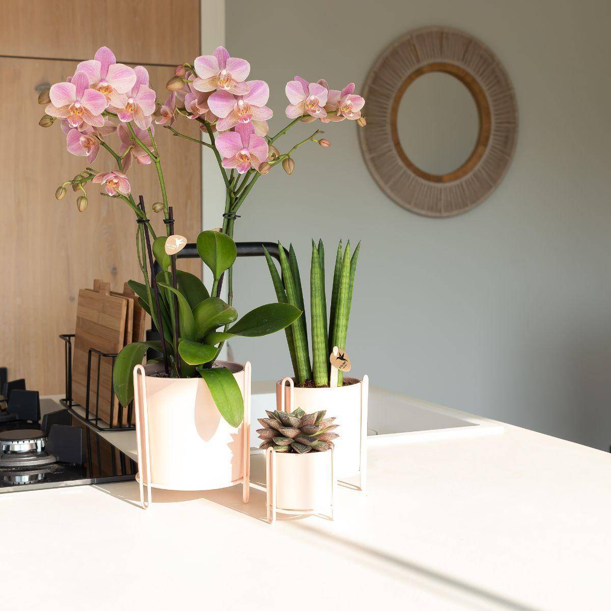 La Green Touch - Orchidée Phalaenopsis rose - Jewel Treviso - Plante d'intérieur 45cm - Plante d'intérieur- La Green Touch - Imagen 7