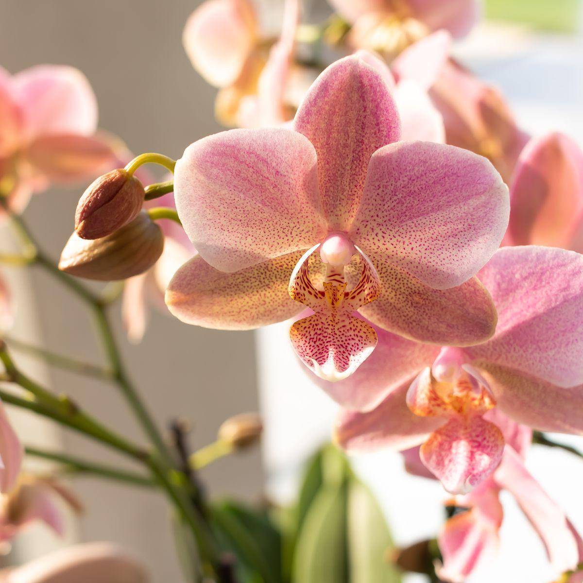 La Green Touch - Orchidée Phalaenopsis rose - Jewel Treviso - Plante d'intérieur 45cm - Plante d'intérieur- La Green Touch - Imagen 6