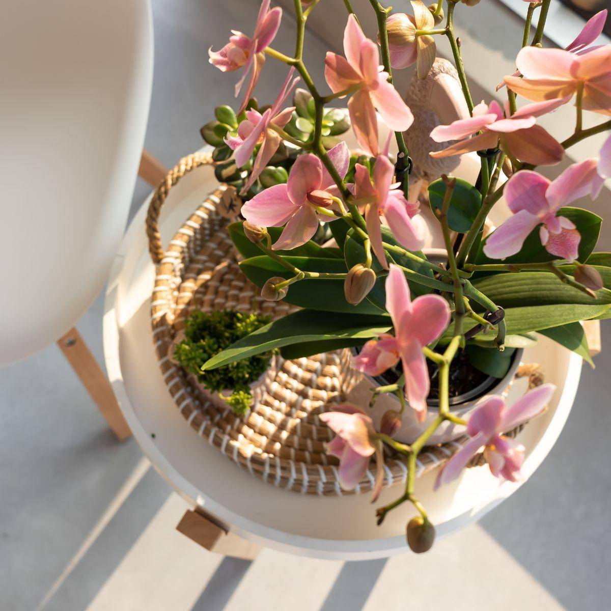 La Green Touch - Orchidée Phalaenopsis rose - Jewel Treviso - Plante d'intérieur 45cm - Plante d'intérieur- La Green Touch - Imagen 5
